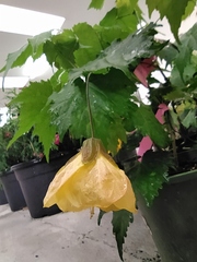Abutilon × hybridum