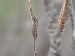 Oenochrodes crossoxantha