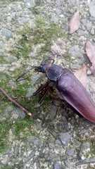 Ctenoscelis acanthopus