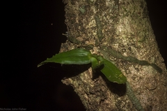 Rhinerrhiza divitiflora