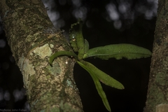 Rhinerrhiza divitiflora