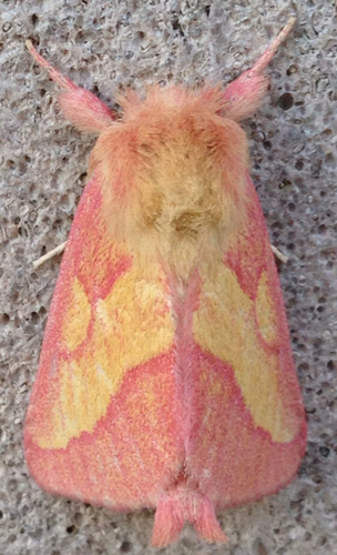 Pink Prominent
