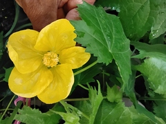 Abutilon × hybridum