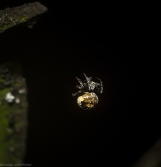 Araneus rotundulus