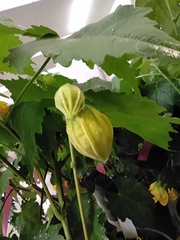 Abutilon × hybridum