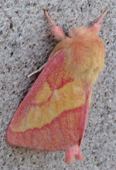 Hyparpax aurora