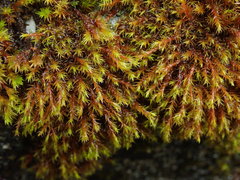 Schistidium papillosum