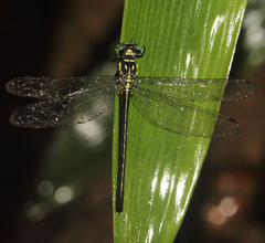 Heliogomphus lyratus