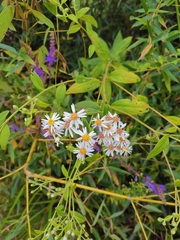 Aster ageratoides