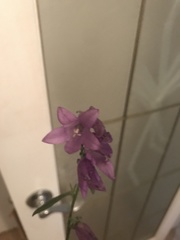 Campanula rapunculoides