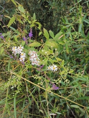 Aster ageratoides