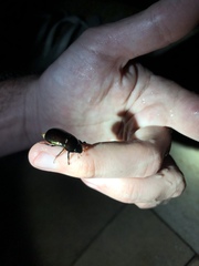 Coleoptera