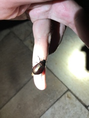 Coleoptera