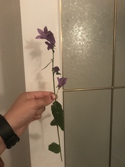 Campanula rapunculoides