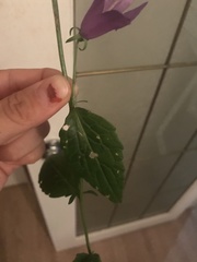 Campanula rapunculoides