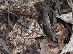 Dichromodes cirrhoplaca
