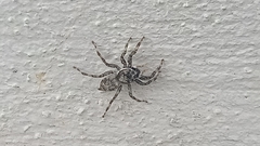 Platycryptus