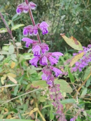 Salvia japonica