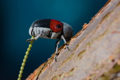 Megalostomis dimidiata