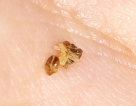Tapinoma melanocephalum