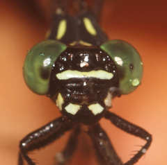 Heliogomphus lyratus