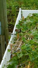 Sciurus carolinensis