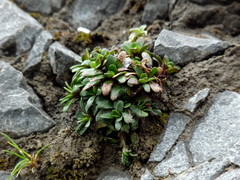 Celmisia bellidioides
