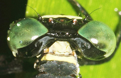 Heliogomphus lyratus