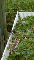 Sciurus carolinensis
