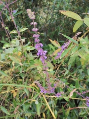 Salvia japonica