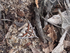 Dichromodes cirrhoplaca