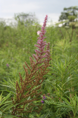 Astilbe chinensis
