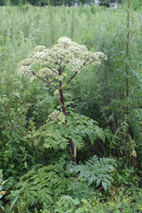 Angelica dahurica
