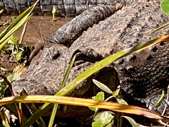 Alligator mississippiensis