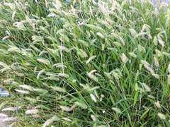 Setaria viridis