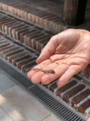 Hemidactylus
