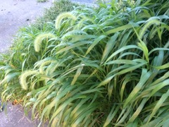 Setaria faberi