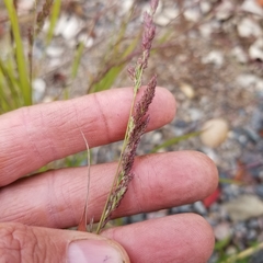 Muhlenbergia mexicana mexicana