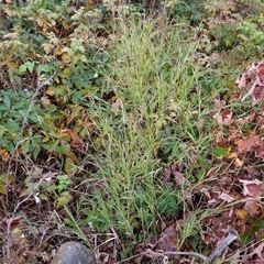 Muhlenbergia mexicana mexicana