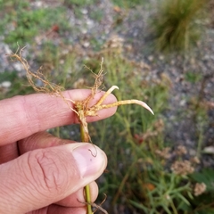 Muhlenbergia mexicana mexicana