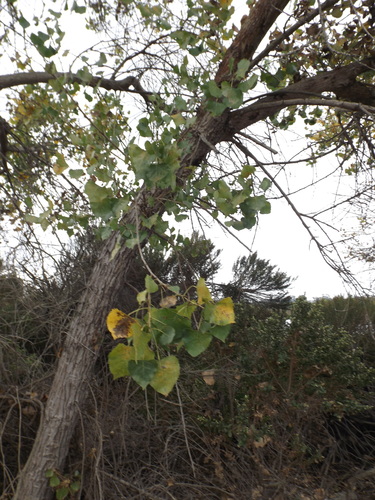 iNaturalist observation photo of Frémont Cottonwood