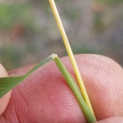 Muhlenbergia mexicana mexicana