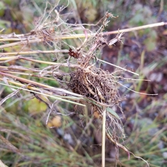 Muhlenbergia mexicana mexicana