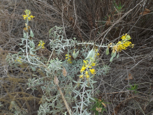 iNaturalist observation photo of Bladderpod