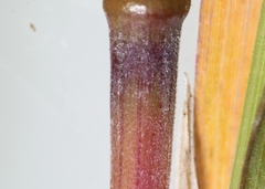 Muhlenbergia mexicana mexicana