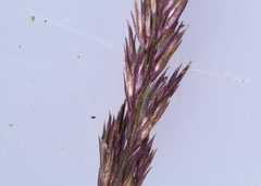 Muhlenbergia mexicana mexicana