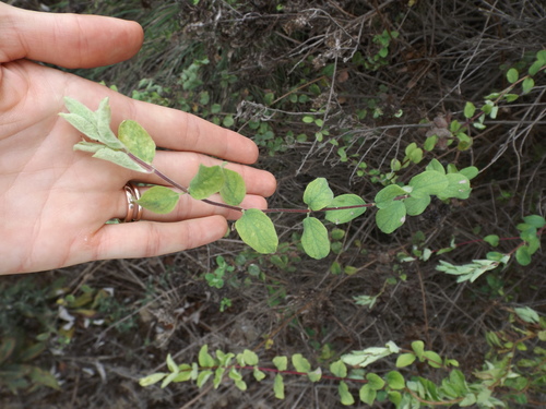 iNaturalist observation photo of Southern Honeysuckle