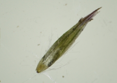 Muhlenbergia mexicana mexicana