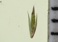Muhlenbergia mexicana mexicana