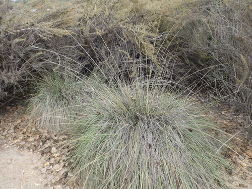 iNaturalist observation photo of deergrass